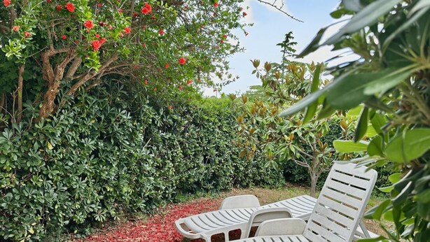 A garden with a bench and a tree with red flowers. - N106 - Numana, villa with garden and right sea view (Numana)