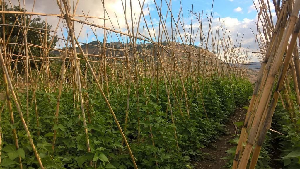 A garden with bamboo structures and green plants.