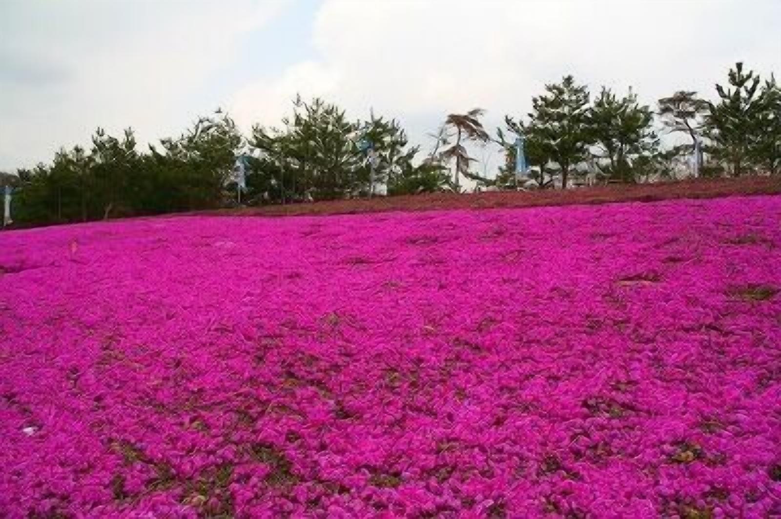 A field of vibrant pink flowers with a line of trees in the background.