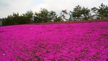 A field of vibrant pink flowers with a line of trees in the background.