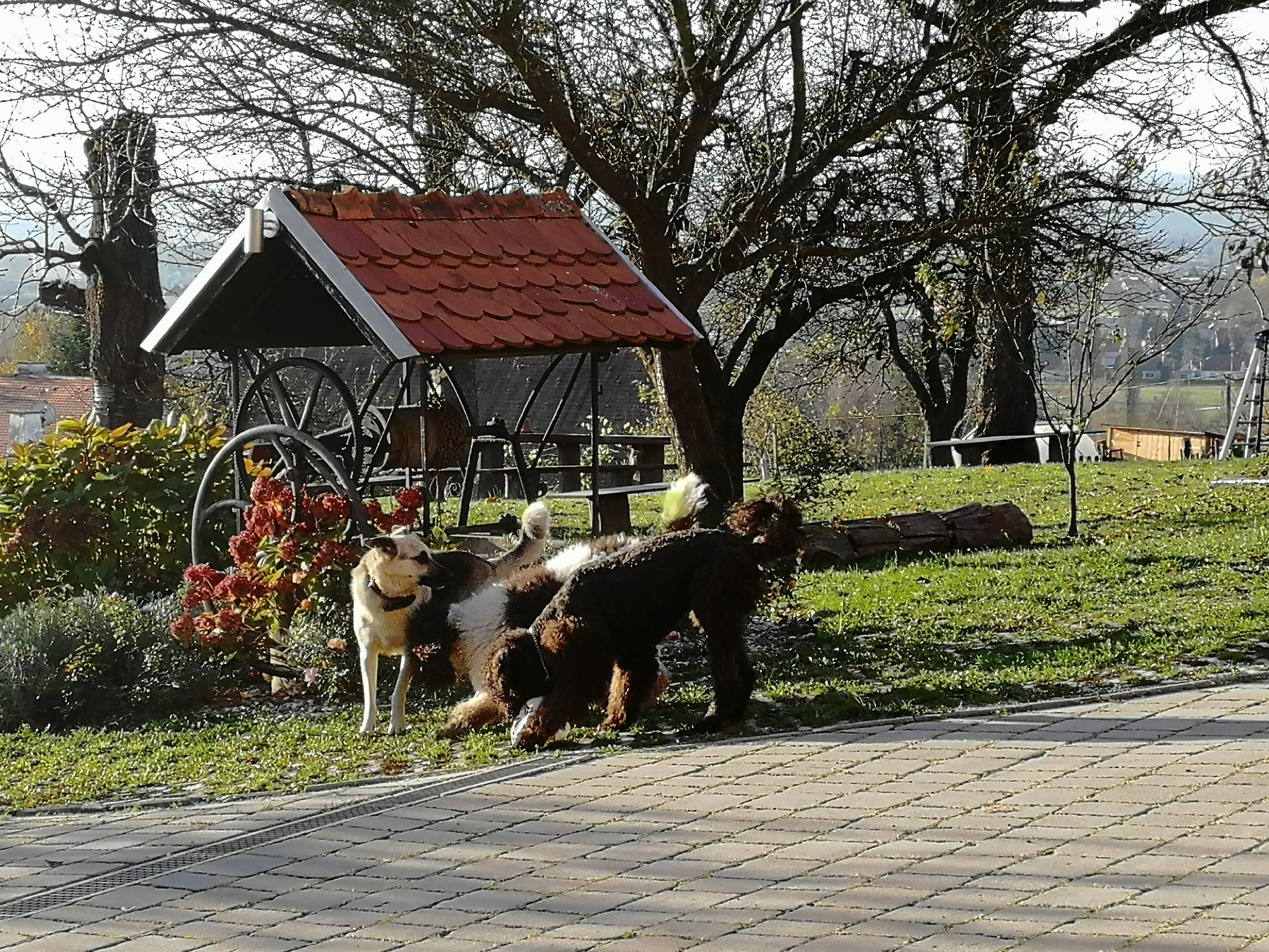 Un parque con un pabellón, un perro y un árbol.