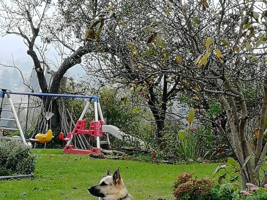 A dog lying on grass with a swing set and trees in the background.