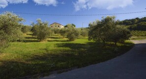 A rural landscape with a house surrounded by olive trees and a clear sky. - Agriturismo La Casa nel Cielo (San Paolo di Jesi)