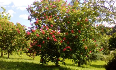 圣荷西修道院圣克拉拉迪亚哥旅馆