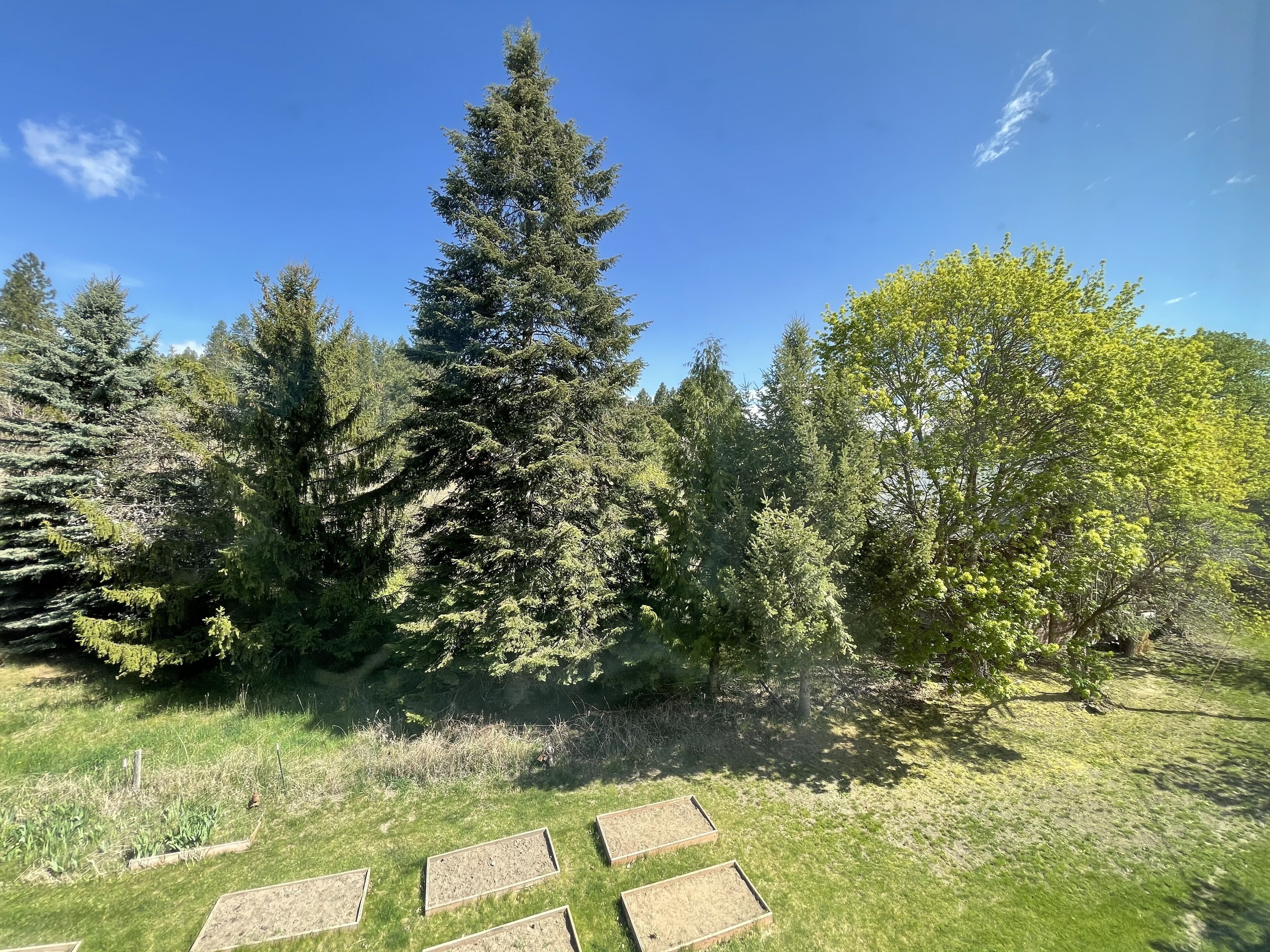 A forested area with a clear sky, a tall evergreen tree, and several rectangular garden plots.