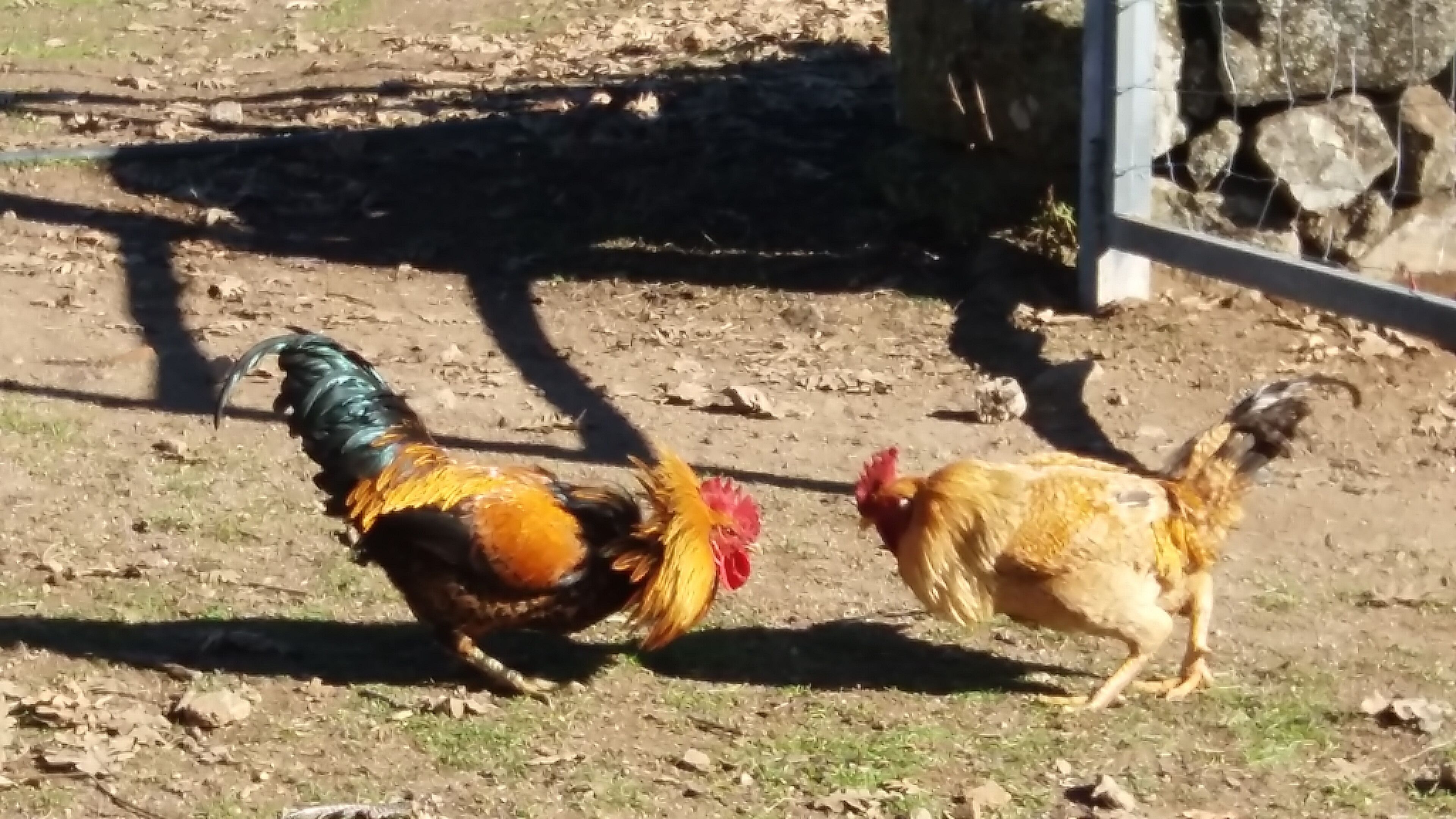 Deux poules se trouvent sur un sol en terre, avec quelques brins d’herbe épars, et un mur de pierre en arrière-plan.