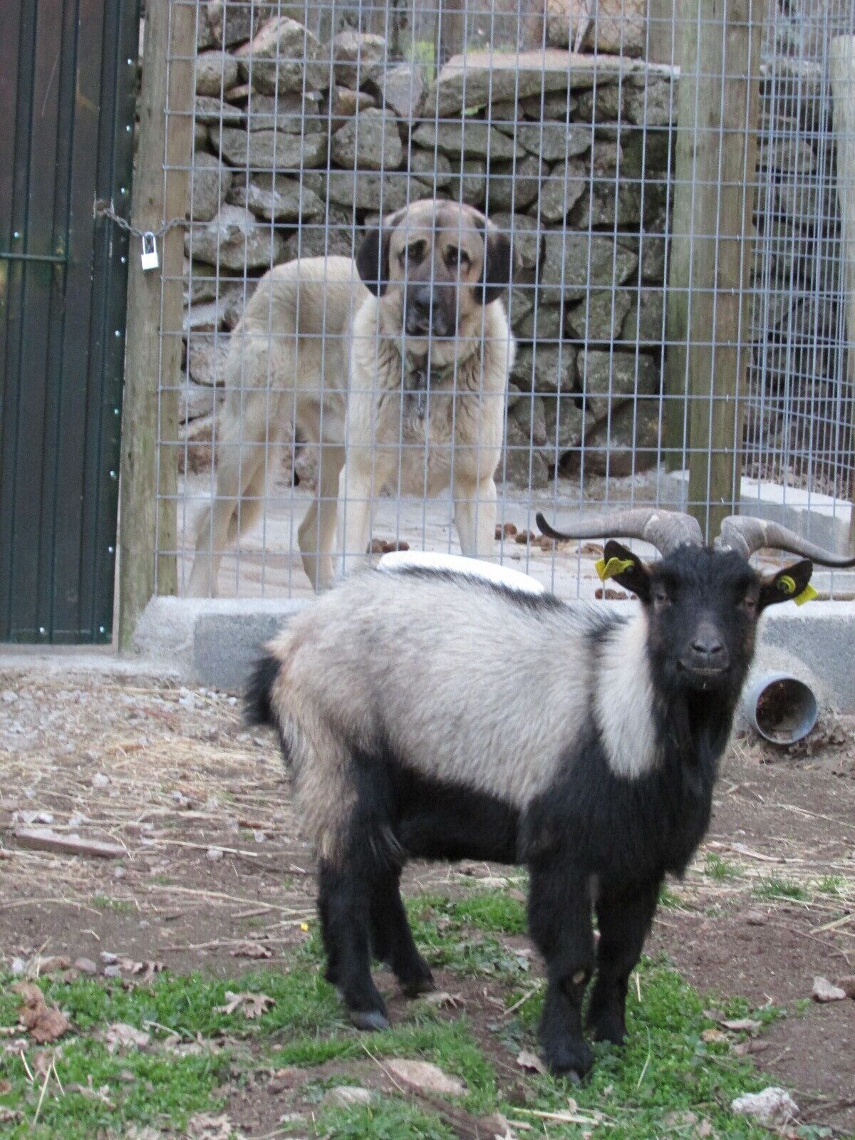A goat standing in a fenced enclosure with a dog in the background.
