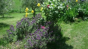 Un jardin où l’on peut admirer une variété de fleurs et de plantes, notamment des fleurs jaunes, violettes et rouges.