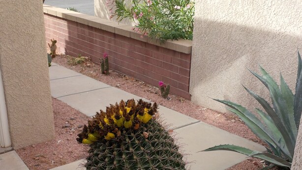 Un cactus con flores amarillas en un jardín, cerca de un muro de ladrillo y una acera.