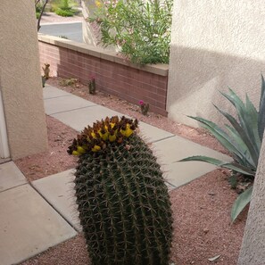 Un cactus aux fleurs jaunes, situé dans un jardin, avec un mur en briques et un trottoir à proximité.