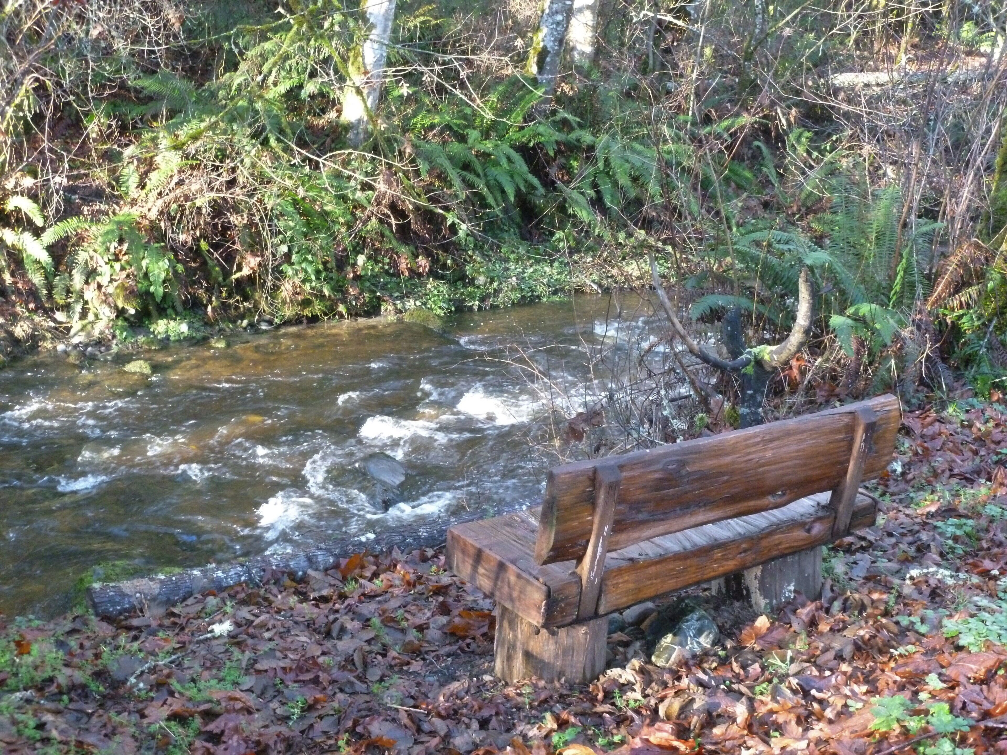 A wooden bench by a stream with surrounding foliage.