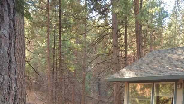 A wooden deck with railings, a small building with a sloped roof, and a forested background. - Spacious, bright, cozy, single floor home nestled in pine trees (Groveland)