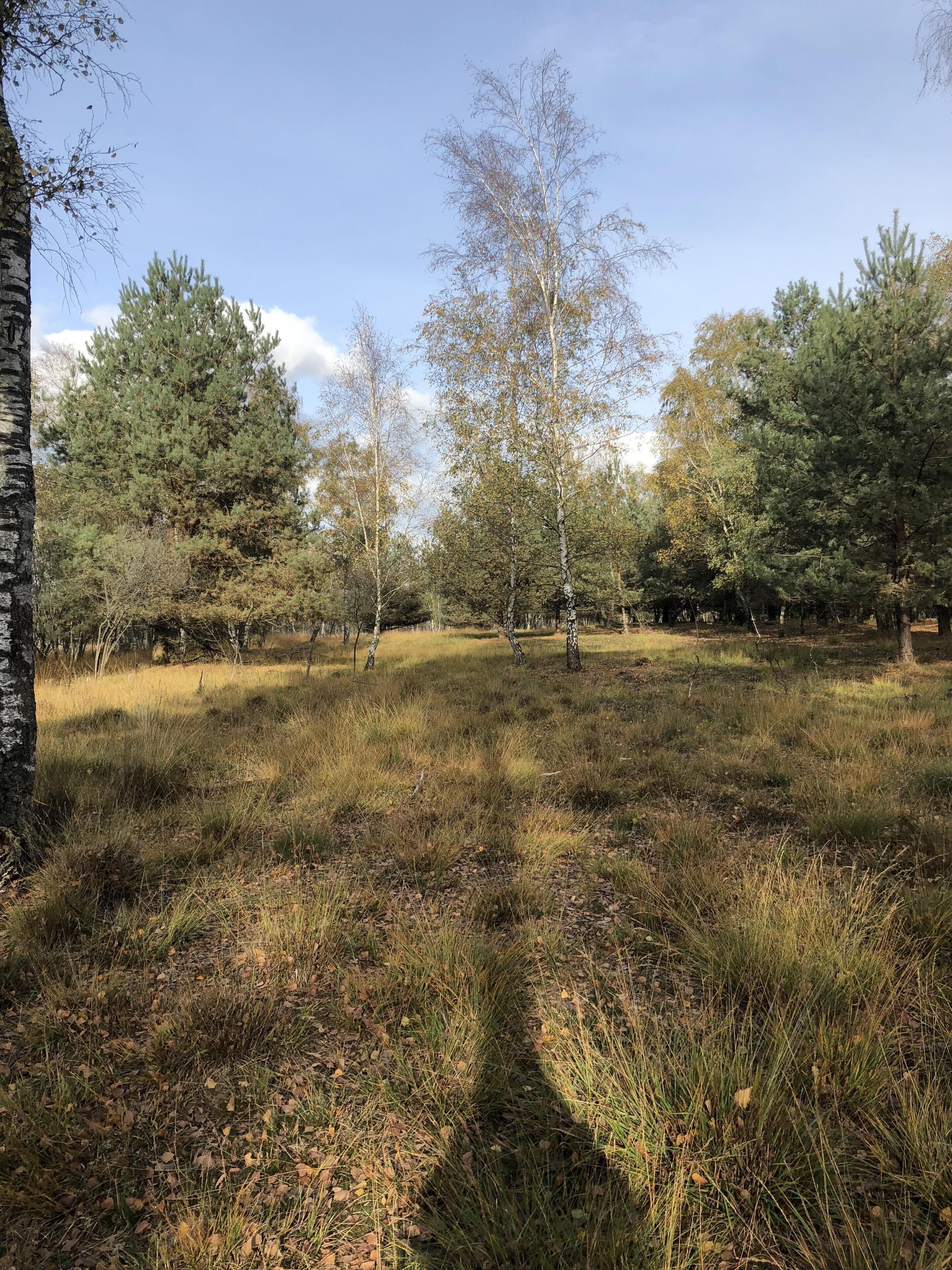 A natural landscape with a variety of trees and a grassy field.