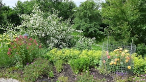 Un jardin agrémenté de diverses plantes à fleurs, une treille en métal ornée de rosiers et un belvédère.