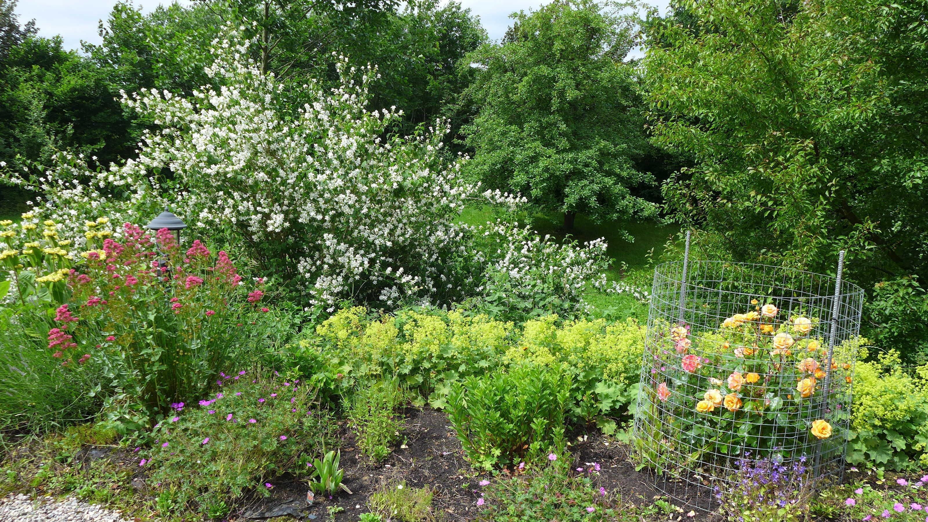 A garden with various flowering plants, a metal trellis with roses, and a gazebo.