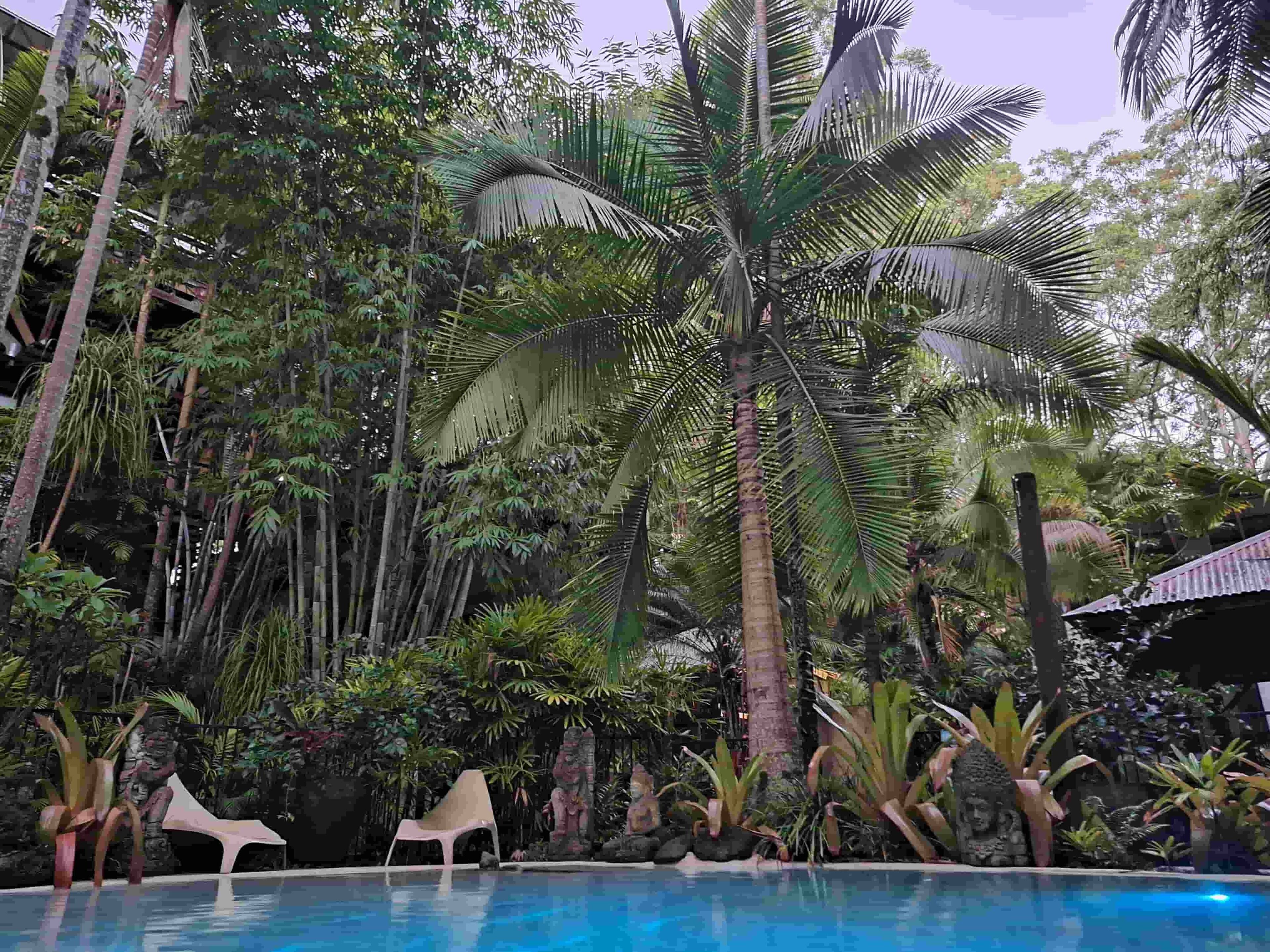 A pool surrounded by tropical vegetation and two white lounge chairs.