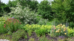 A garden with various flowering plants, a metal trellis with roses, and a gazebo.