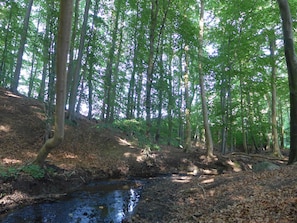A forested area with a stream, trees, and a dirt path. - Apartment Schleiwiese - Apartments Hartmann (Rabenkirchen-Faulück)
