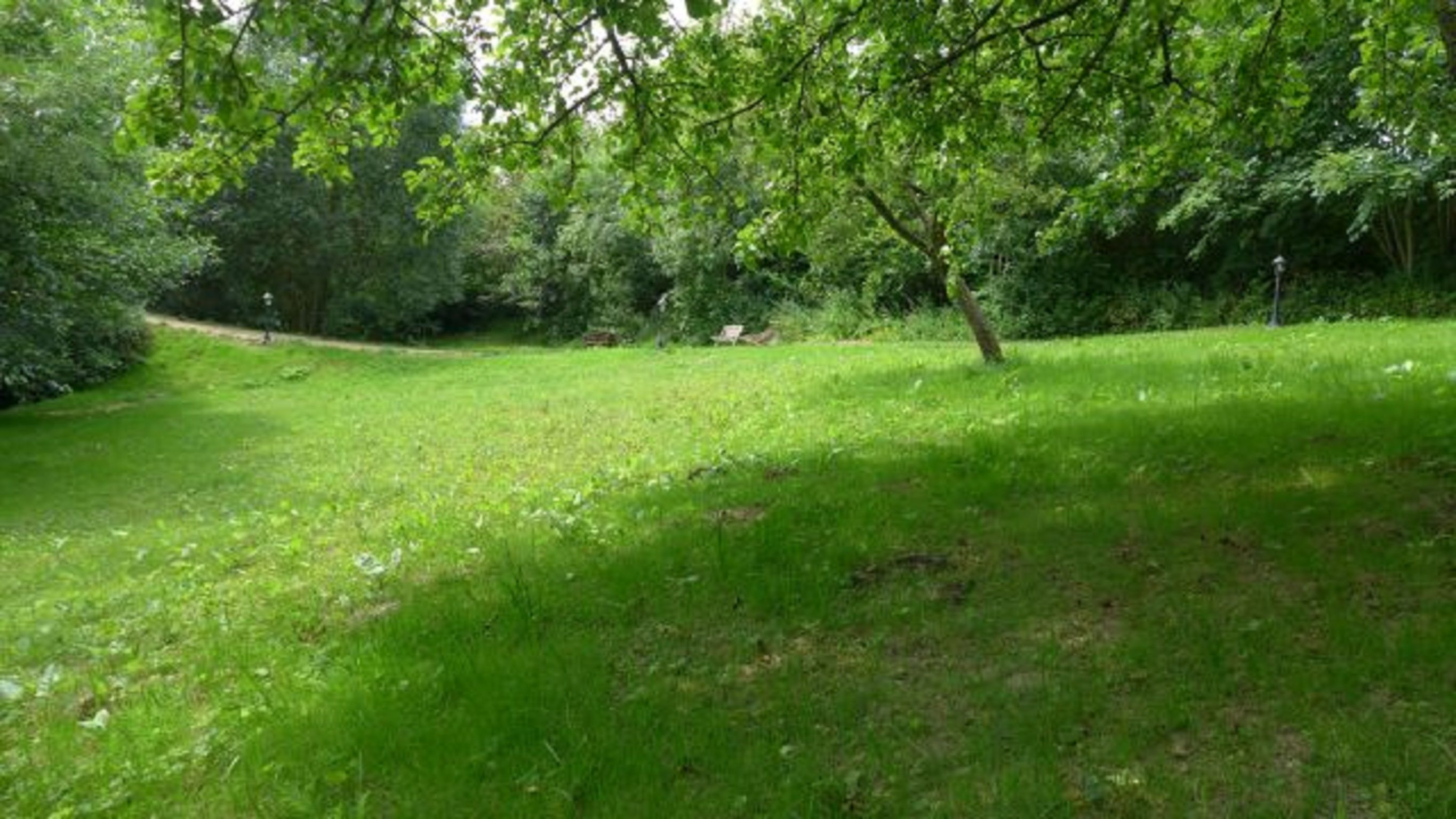 A grassy outdoor area with trees and bushes.
