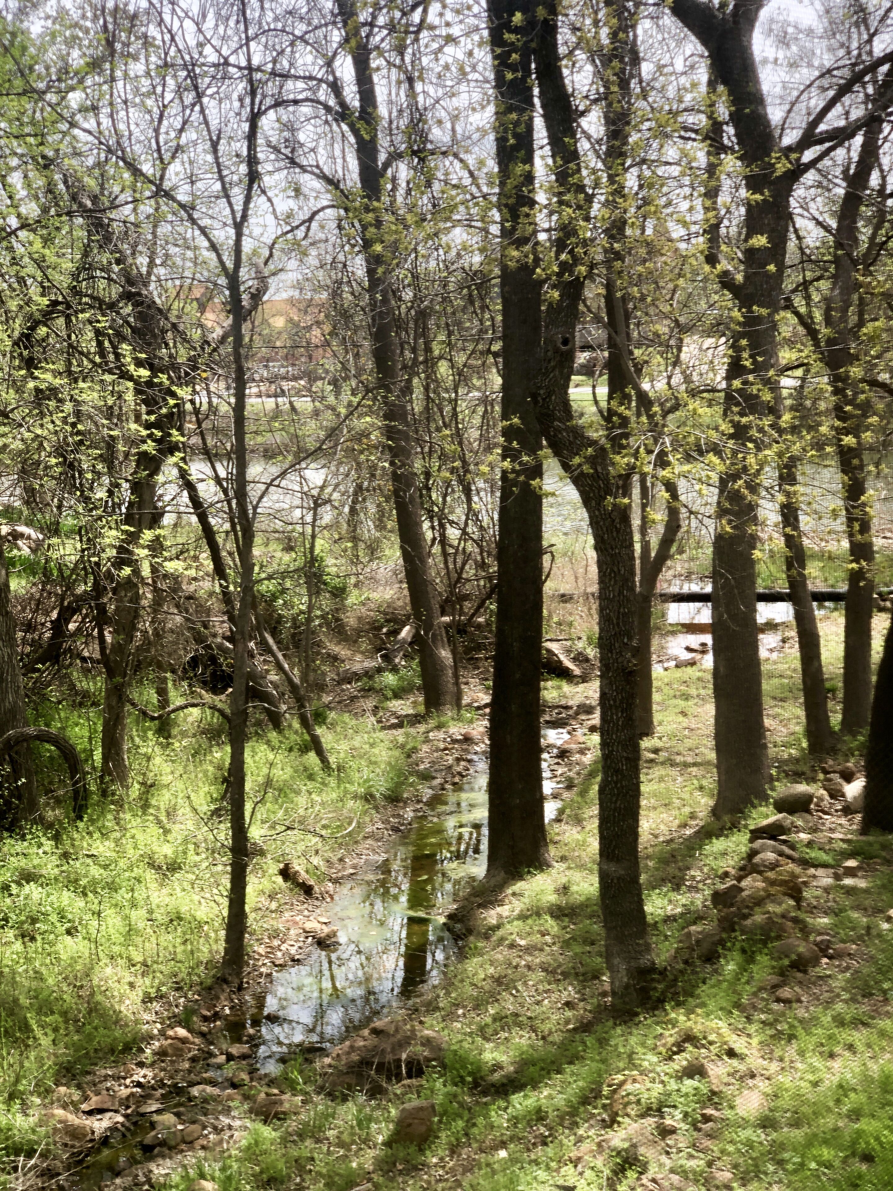 A natural forest scene with a small stream and trees.