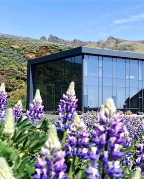A modern building with large glass windows, surrounded by a field of purple flowers.