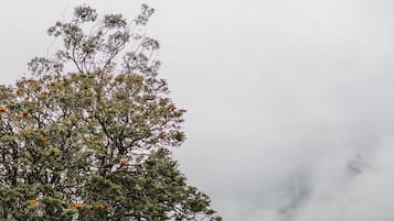 Un árbol con flores anaranjadas y una piscina cristalina que lo refleja.