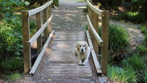 Een hond op een houten brug in een natuurlijke omgeving.