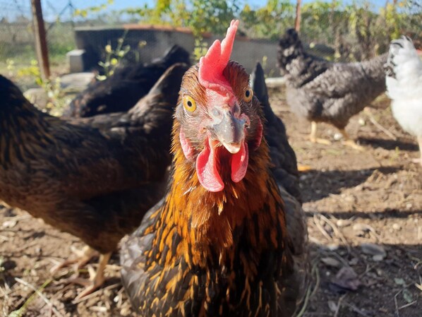 A close-up of a chicken with a red comb and wattles, surrounded by other chickens in a farmyard setting. - Le Nid de l'Ecureuil (Brens)