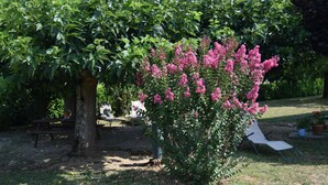 Ein Garten mit Baum und Strauch mit rosa Blüten, einer Bank und einem Stuhl.