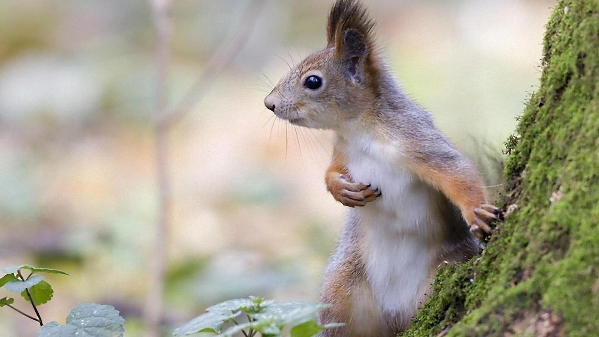 A squirrel perched on a moss-covered tree trunk in a forest setting.