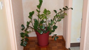 Ein Blumentopf mit Pflanze in einer Diele mit Holzboden und heller Wand.