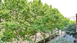 Een straat met bomen en geparkeerde auto's.