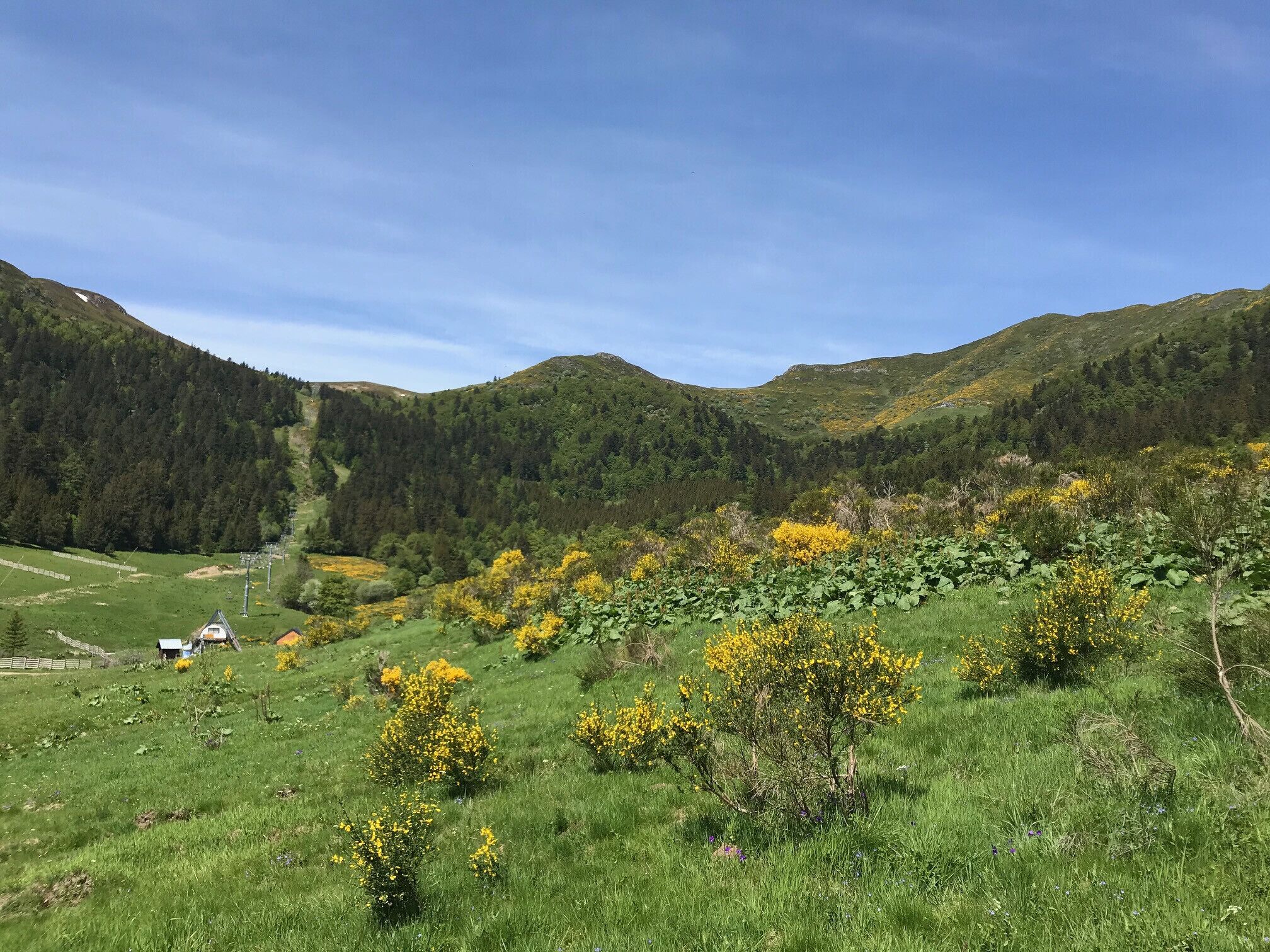 Un paysage montagneux avec des champs verdoyants et des fleurs jaunes.