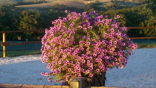Un giardino con un grande cespuglio di fiori rosa, circondato da un vialetto ghiaioso e una recinzione in legno.