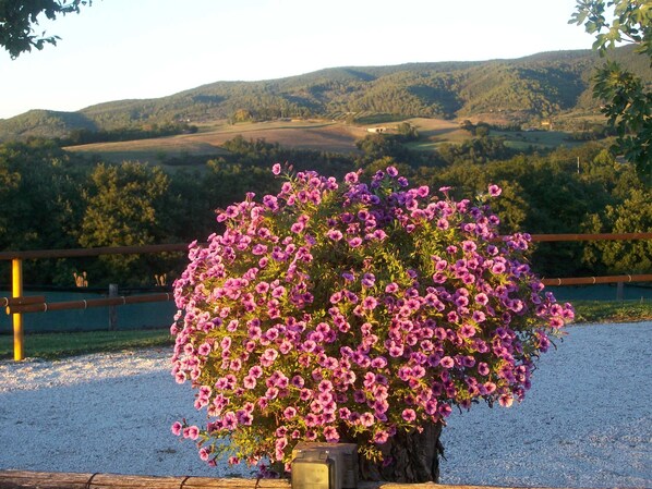 Property grounds - Casale Il Colle: Private Villa  just 15 minutes far from Assisi (Deruta)