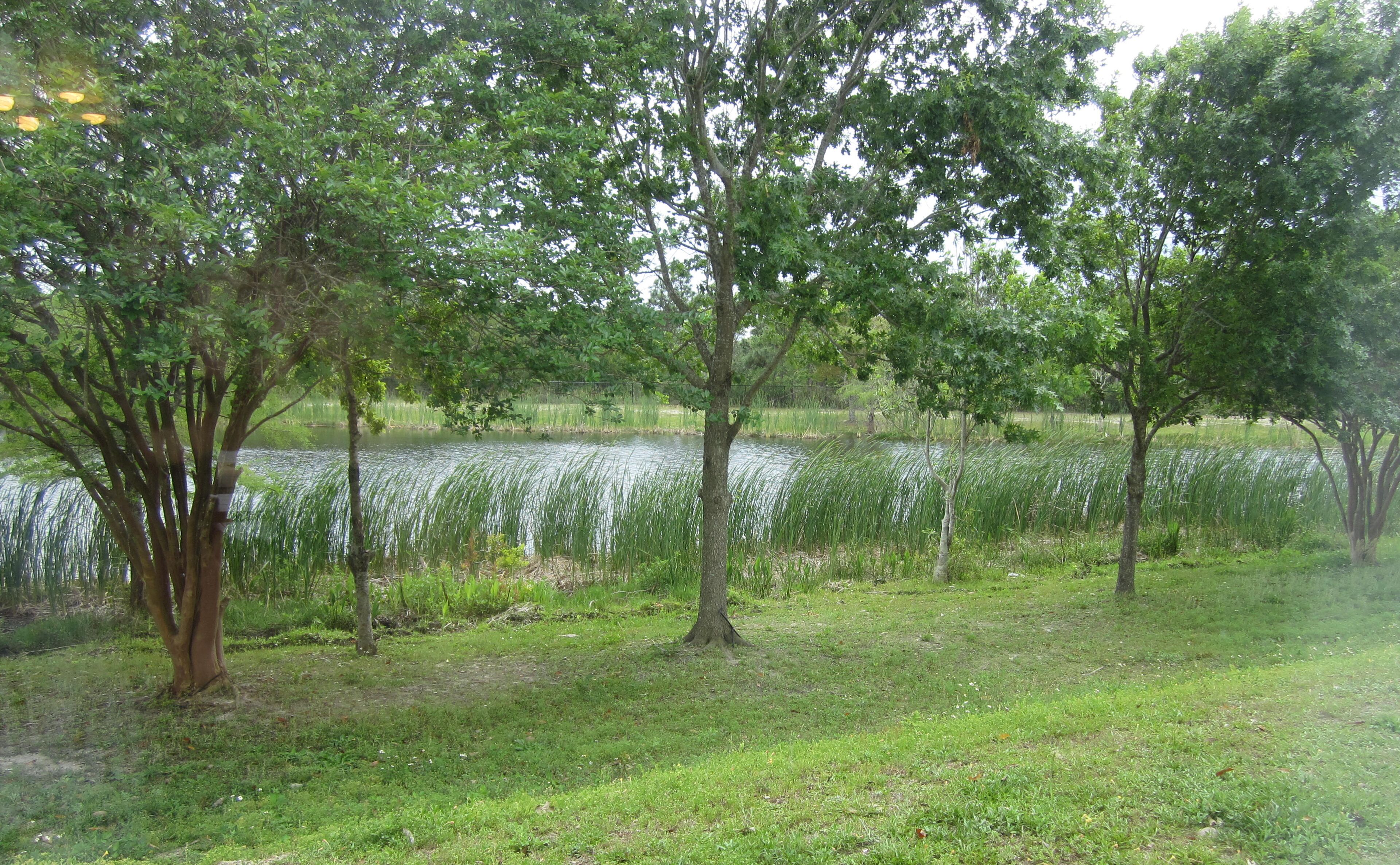 Paisaje natural con árboles y una masa de agua.