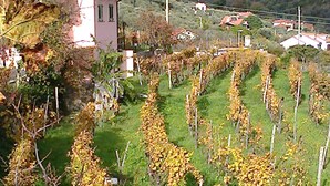 A vineyard with rows of grapevines, a small building, and a hilly landscape in the background. - Imperia, two-bedroom apartment, nature, and reax (Imperia)