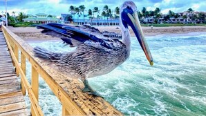 A pelican standing on a wooden pier by the ocean. - SHORT WALK TO BEACH AND RESTAURANTS HEATED POOL (Lauderdale-By-The-Sea)
