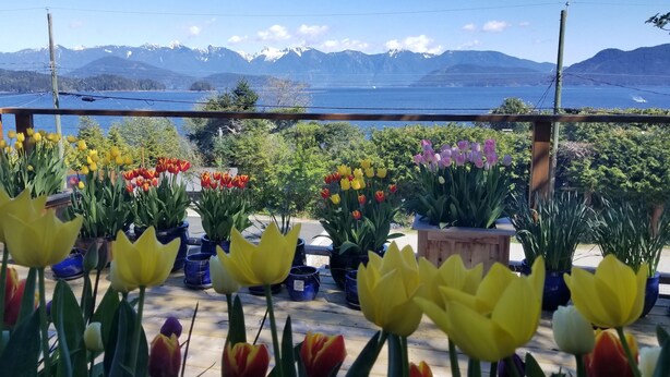 A balcony with potted tulips and a view of mountains and a lake. - Your private getaway! (Gibsons)