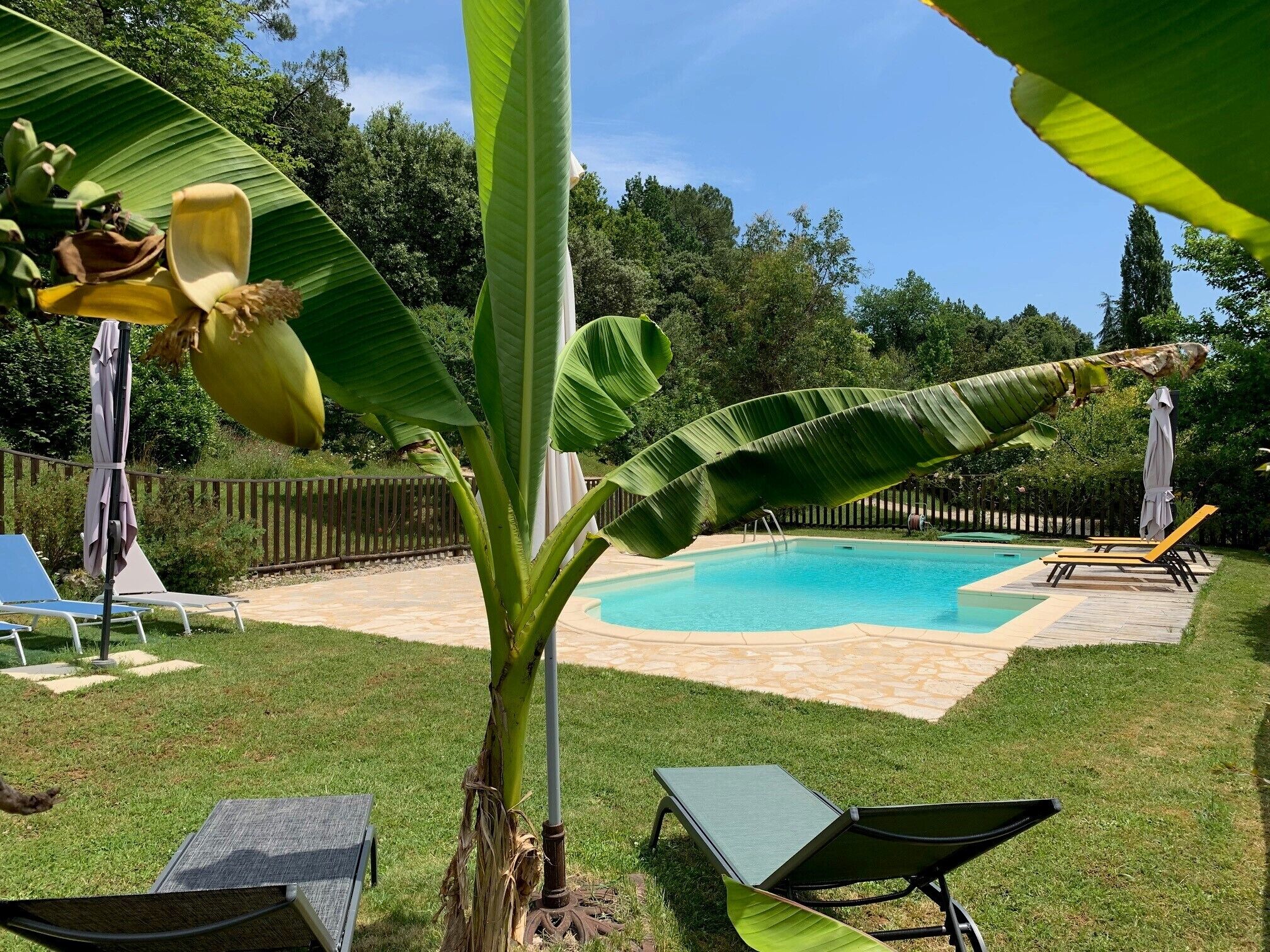 Ein Garten mit Swimmingpool, Liegestühlen und einer Bananenpflanze.