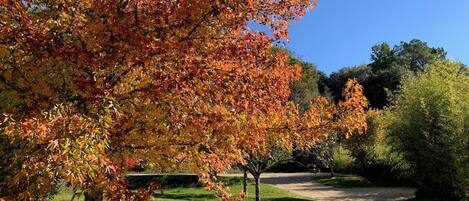 Un parque con un gran árbol mostrando follaje otoñal, un césped bien cuidado y un cielo despejado.
