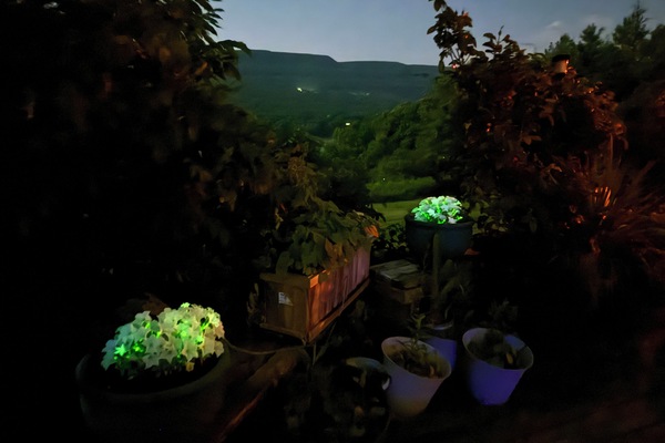 Real glowing Petunias! Crossed with firefly DNA, these flowers glow as they grow
