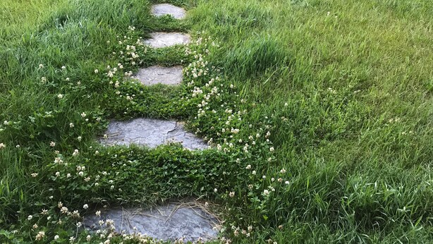 Ein aus Steinen gepflasterter Weg mit Stufen, umgeben von Gras und kleinen weißen Blüten.