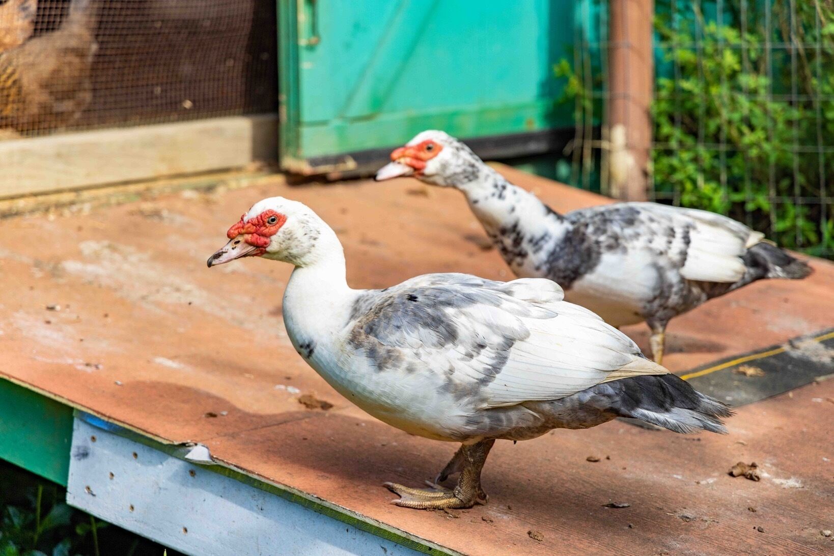 Dos pájaros en una plataforma de madera con una estructura verde al fondo.