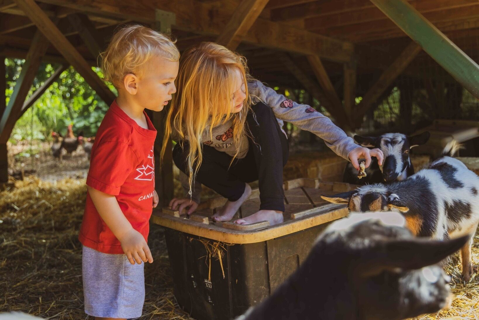 Zwei Kinder spielen mit Ziegen unter einer Holzkonstruktion.