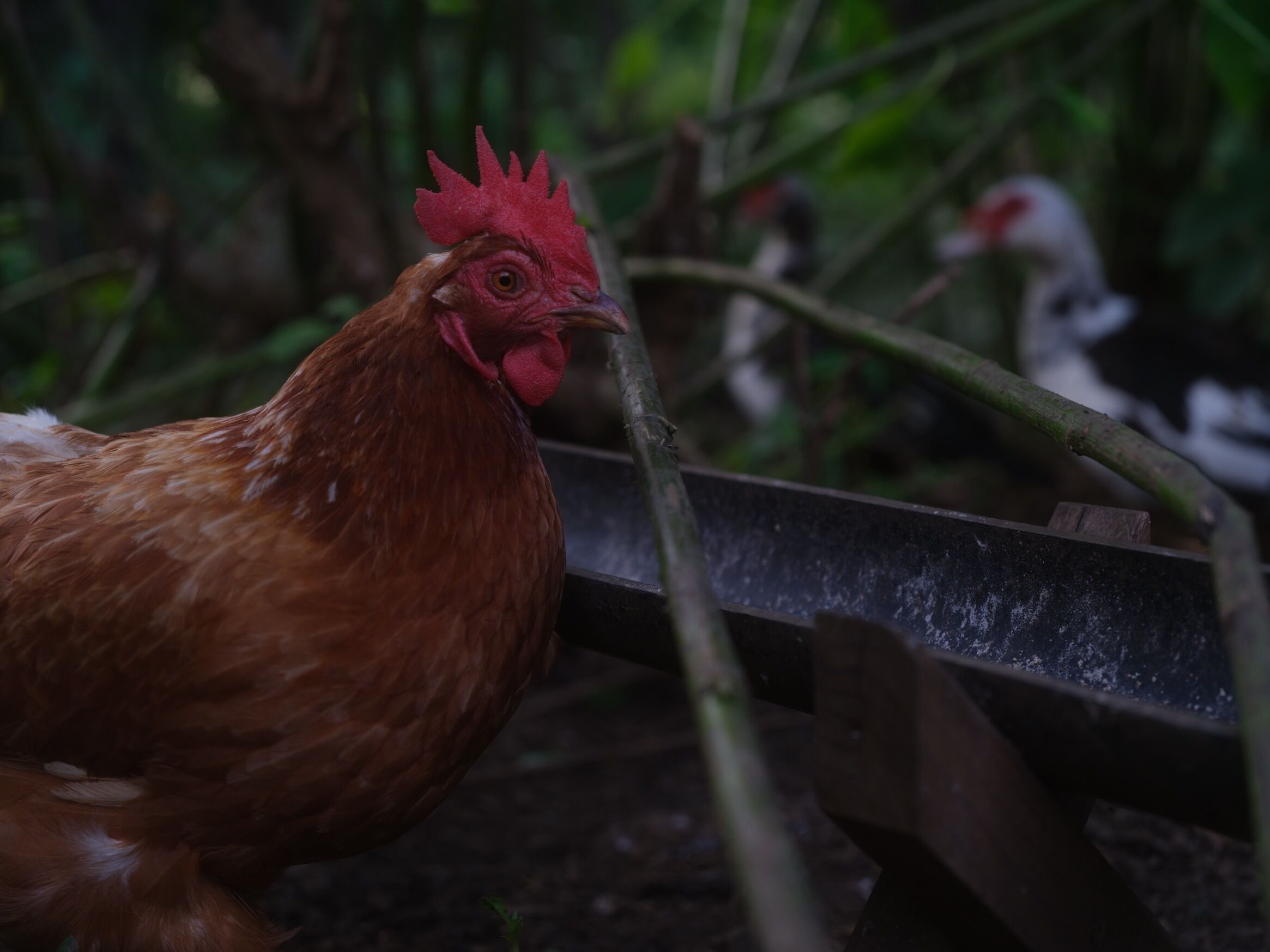 Un pollo cerca de una estructura metálica en un entorno natural.