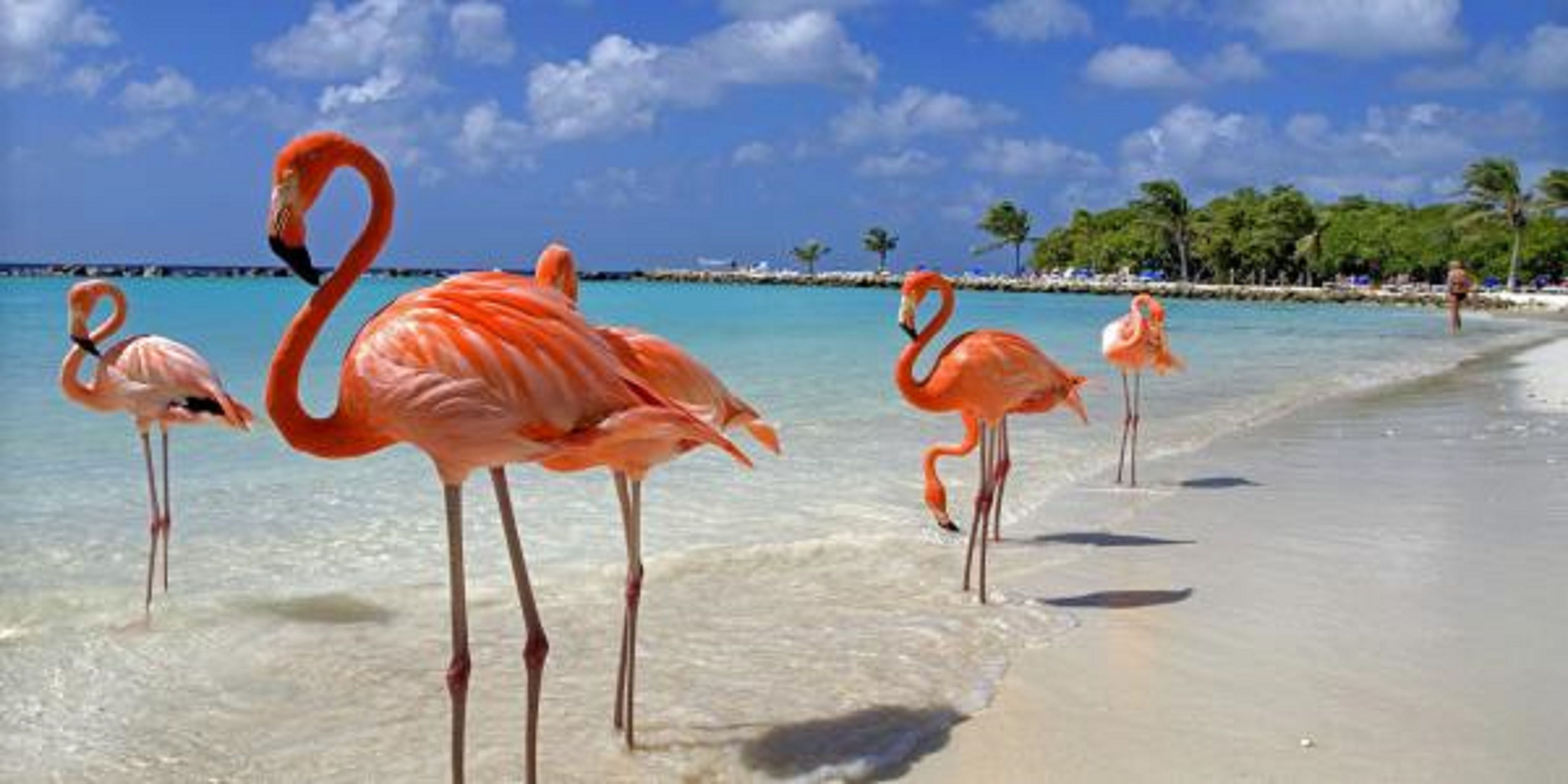 A beach with flamingos standing in shallow water.