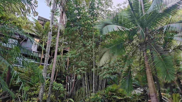 A pool surrounded by dense tropical vegetation and a few chairs. - Alaya Ascend  |  Seminyak Pool-view Room |  Sunshine Coast Retreat (Eudlo)