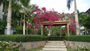 Un jardin agrémenté d’une pergola en bois recouverte de fleurs roses, d’un escalier en pierre et de palmiers.