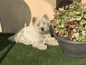 Animaux de compagnie acceptés